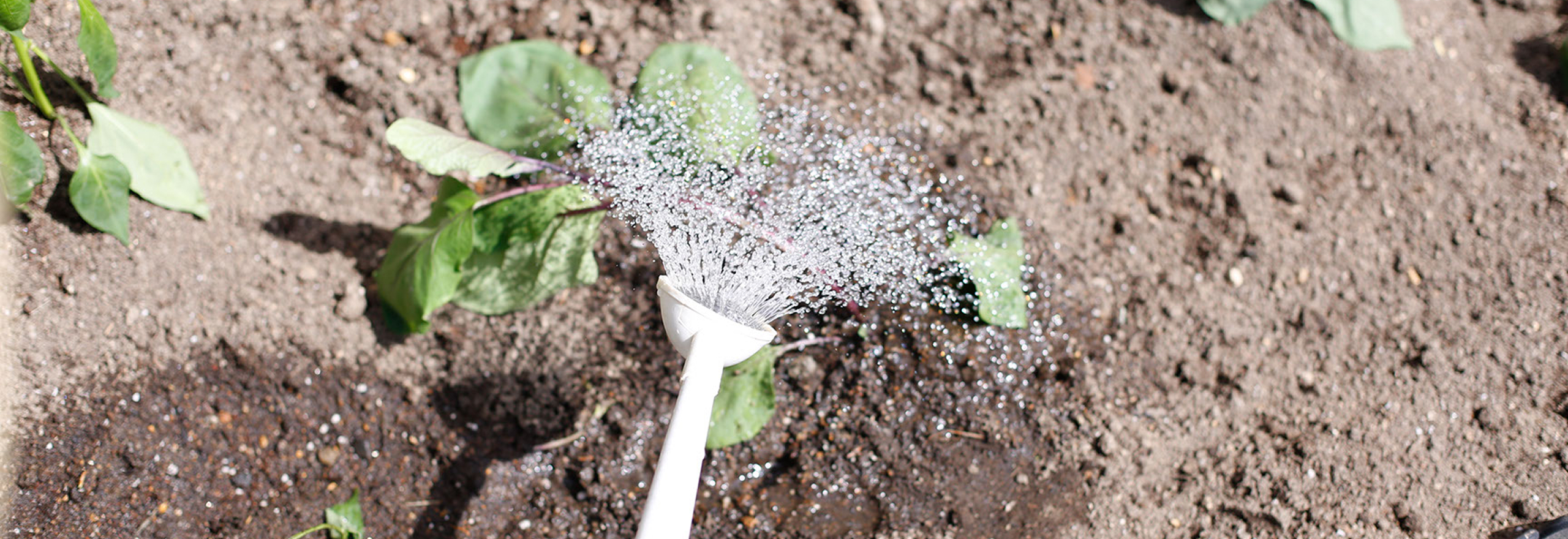 幼稚園での生活